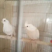 باسلام یک جفت عروس