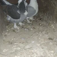 مجسمه کبوتر|مجسمه، تندیس، ماکت|بیرجند, |دیوار