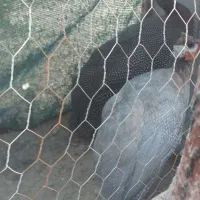 سلام یک نر ویک ماده مرغ شاخدار بالغ خوشگل|حیوانات مزرعه|پیر بکران, |دیوار