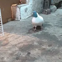 گوباش|پرنده|اردبیل, |دیوار