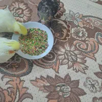 جوجه دون خور شده  اهلی و چلوندنی ۲ماهه