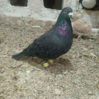 کفتر|پرنده|تایباد, |دیوار