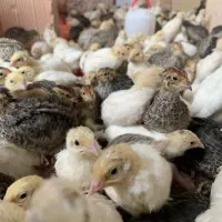 پرورش ماکیان آشیانه سپید|حیوانات مزرعه|مشهد, چهاربرج|دیوار