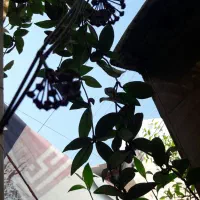 هویا بزرگ بنسای ژاپنی رتوزا