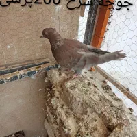 کبوتر|پرنده|رباط‌کریم, رباط‌کریم|دیوار