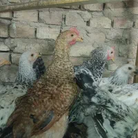 تیمچه مرغ و خروس