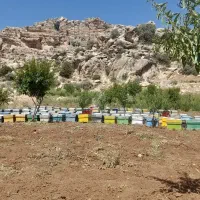 زنبور