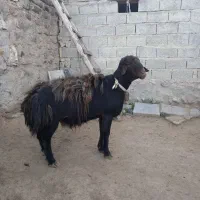 قوچ قرمز افشار