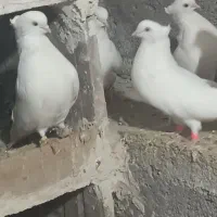 سفید چش نوک سفید|پرنده|میانه, |دیوار