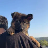 توله ژرمن شولاین اصیل|سگ|ساری, |دیوار