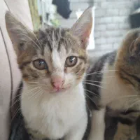 بچه گربه ملوس