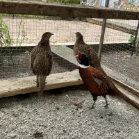 تخم نطفه دار مرغ زینتی