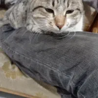 گربه خانگی|گربه|فیرورق, |دیوار