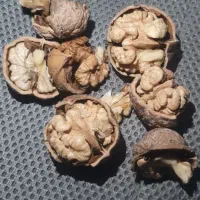 گردو پوست کاغذی|خوردنی و آشامیدنی|مشهد, امیریه|دیوار