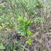 جذب نیروی آقا و خانم (زوج)