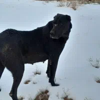 سگ ماده|سگ|شیروان (خراسان), |دیوار