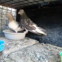 یه جفت سرور دم سفید