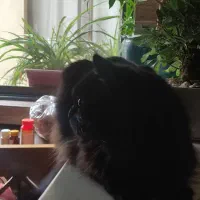 واگذاری گربه