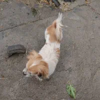 اسپیز|سگ|صحنه, |دیوار