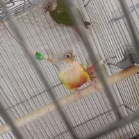 گرینچیک آناناسی مولد تضمینی|پرنده|تبریز, |دیوار