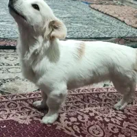 سگ پامر نر|سگ|کرمان, |دیوار