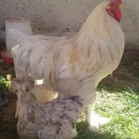 مرغ و خروس|حیوانات مزرعه|اصفهان, شاهد|دیوار