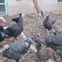 بوقلمون خانگی|حیوانات مزرعه|مشهد, امیرآباد|دیوار