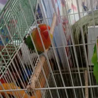 طوطی کوتوله برزیلی|پرنده|تبریز, |دیوار