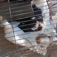 کفتر‌ کبوتر