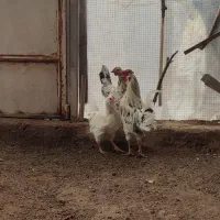 مرغ و خروس  گلین|حیوانات مزرعه|قم, زنبیل آباد|دیوار