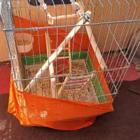 یک قفس بزرگ مناسب عروس هلندی ویک کوچک