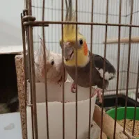 جفت عروس هلندی با جوجه