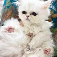 غیر رایگان است(بچه گربه)|گربه|کرمان, |دیوار