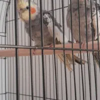 جفت عروس هلندی مولد اهلی