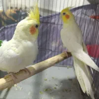 پرنده مولد طوطی عروس|پرنده|تهران, شهرک استقلال|دیوار