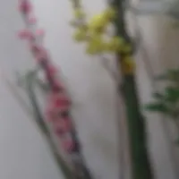 نظافت نظافت انجام میدم خانم هستم