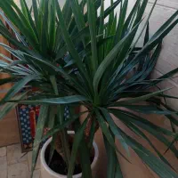 دو عدد گل یوکا وحشی|گل و گیاه طبیعی|کرج, گلشهر|دیوار