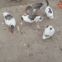 5 تا غاز|حیوانات مزرعه|بروجرد, |دیوار