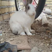 خرگوش