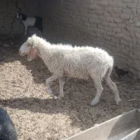 گوسفندمری با بره