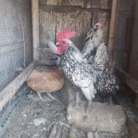 مرغ وخروس|حیوانات مزرعه|اصفهان, سودان|دیوار