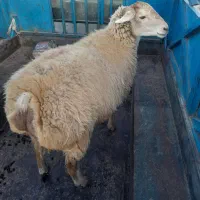 گوسفند ‌شیشک ‌اصل‌مغان‌|حیوانات مزرعه|ارشق, |دیوار