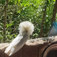 کبوتر زینتی  دم چتری شامپیون بلژیکی|پرنده|رضوانشهر, |دیوار