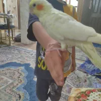 عروس هلندی ۵ ماهه دستی