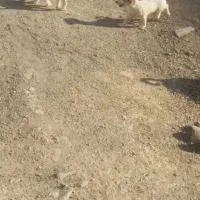 توله سگ