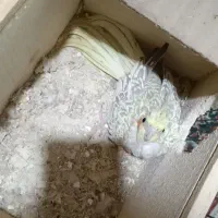 فروش|پرنده|لشت نشا, |دیوار