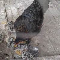 جوجه بوقلمون پنج روزه سالم سر حال