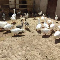غاز و قوغاز|حیوانات مزرعه|تهران, ایران|دیوار