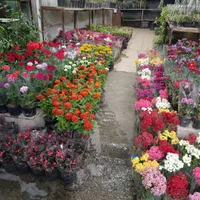 خدمات تخصصی تعویض خاک گلدان و نگهداری گیاهان|خدمات باغبانی و درختکاری|تهران, صادقیه|دیوار