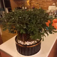 بن سای زاموفیلیا